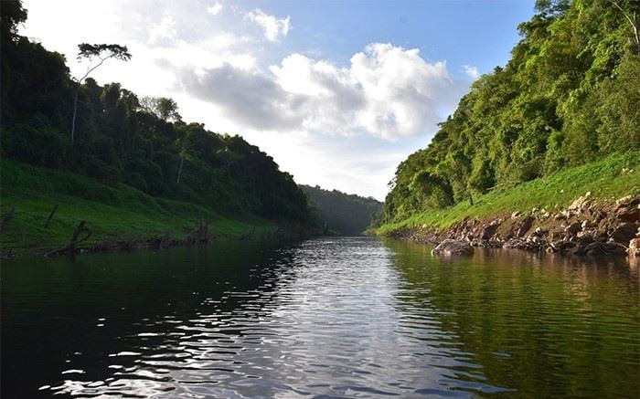 a-thetree-the-tree-the-most-notorious-tonewood-in-the-world-jungle-to-the-chiquibul-river.jpg