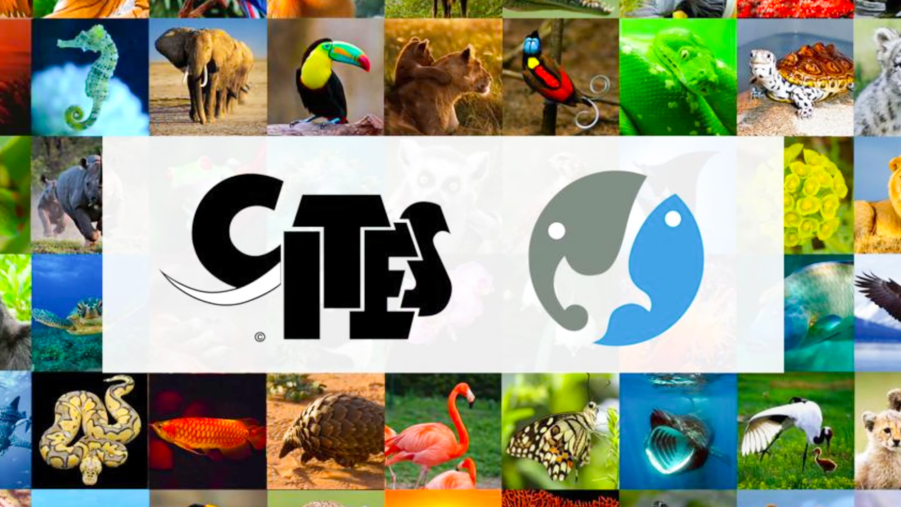 Understanding CITES & The Lacey Act